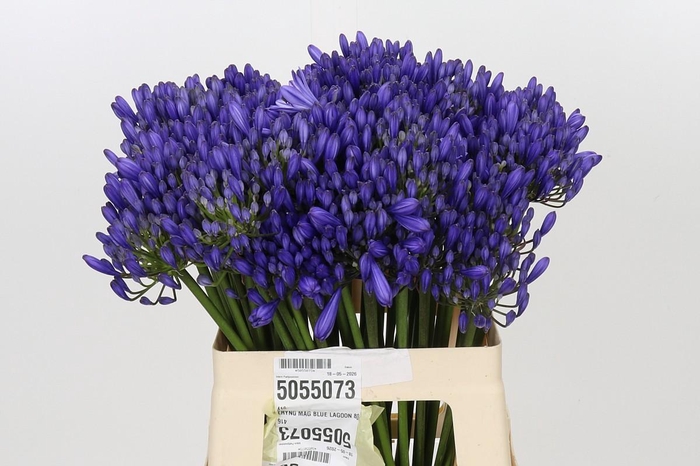<h4>Agapanthus EYFORI Blue</h4>
