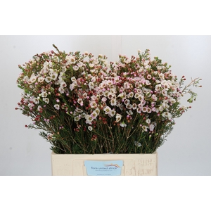 Chamelaucium Moonlight Delight