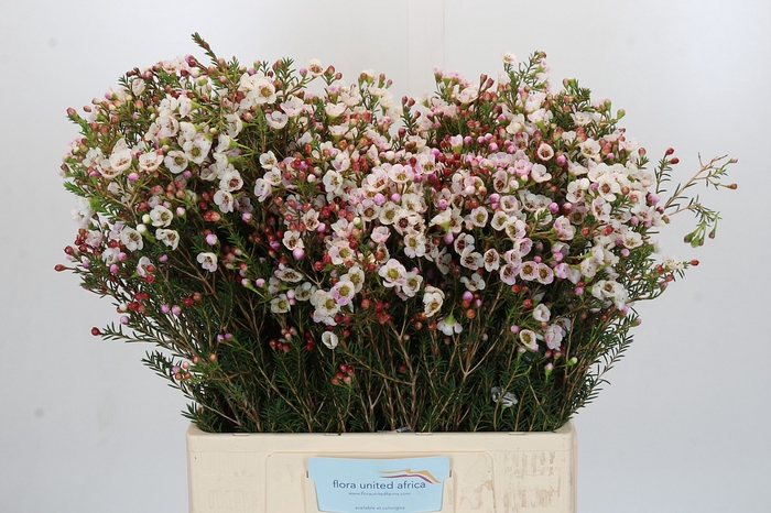 Chamelaucium Moonlight Delight