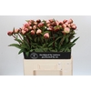 Paeonia Gardenia