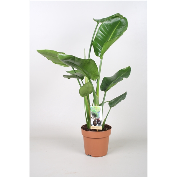 <h4>Strelitzia Nicolai - hoogte 70-75 cm.</h4>