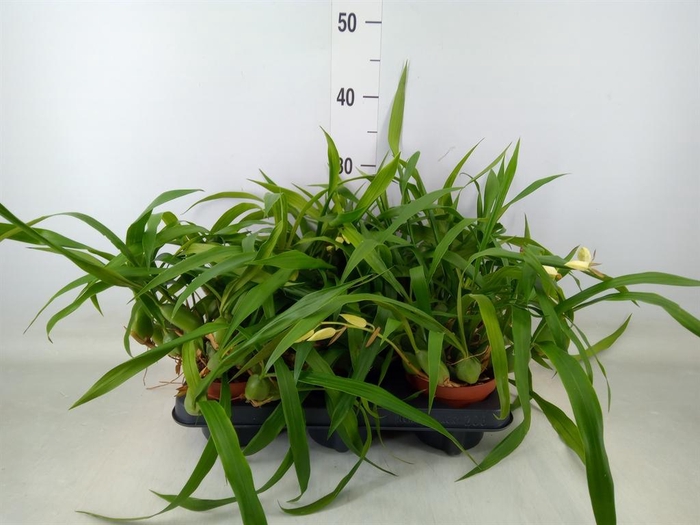 <h4>Orchideeen   ...</h4>