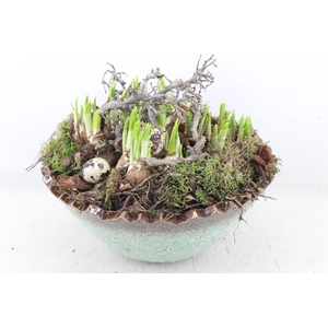 arr4 Narcis MB - Kartel ei L luxe x2