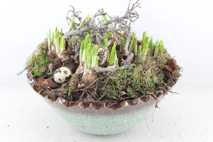 <h4>arr4 Narcis MB - Kartel ei L luxe x2</h4>