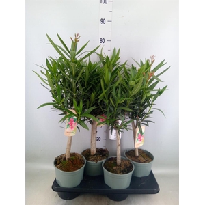 Nerium oleander   ...