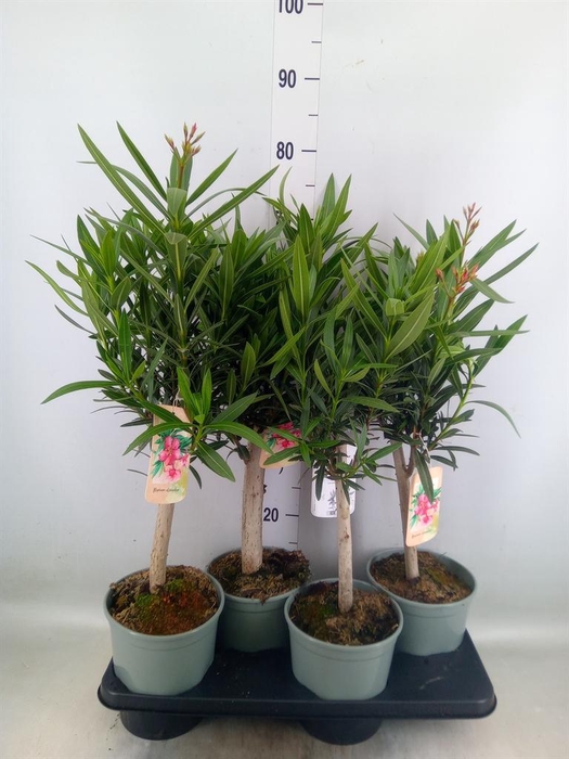 <h4>Nerium oleander   ...</h4>