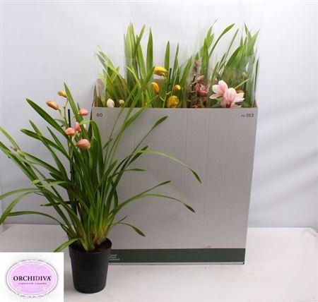 <h4>Cymb Gemengd 1 Branche</h4>