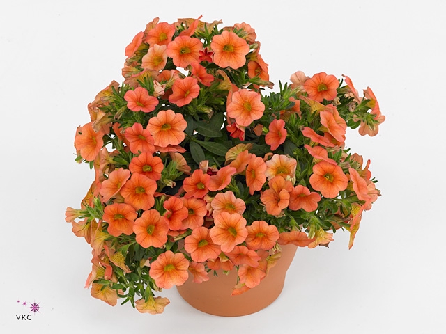 CALIB MINIF ORA EVOL