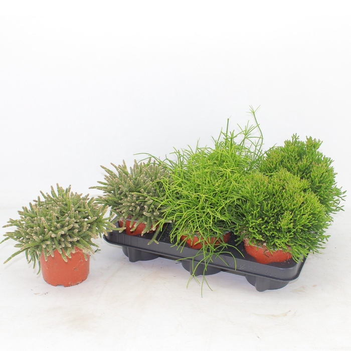 <h4>RHIPSALIS GEM</h4>