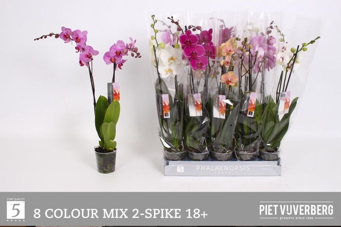 <h4>PHAL GEM 8 KL</h4>