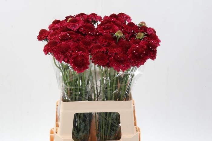 <h4>Scab At F Red Apple Scoop</h4>