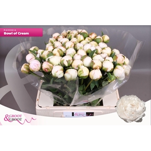 Paeonia Bowl Of Cream