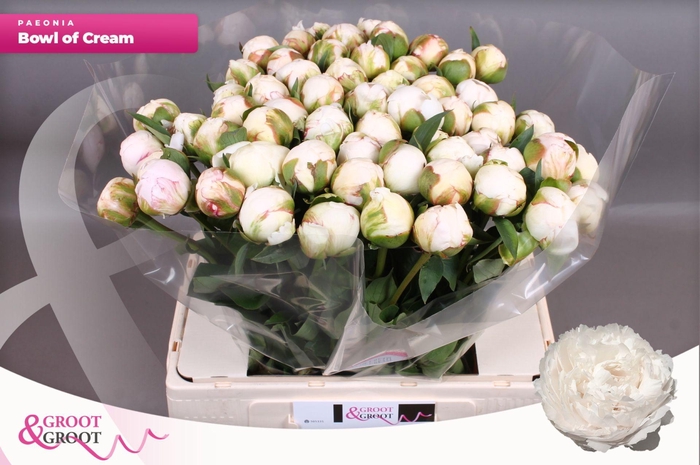 <h4>Paeonia Bowl Of Cream</h4>