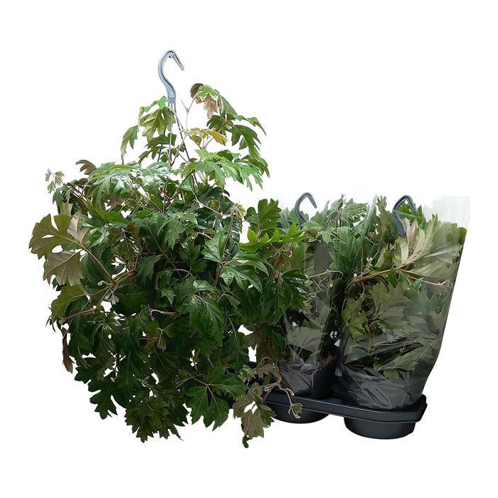 <h4>Cissus rhombifolia Ellen Danica 19Ø 45cm</h4>