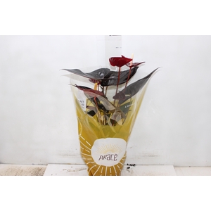 ANTHURIUM DELICATA P17
