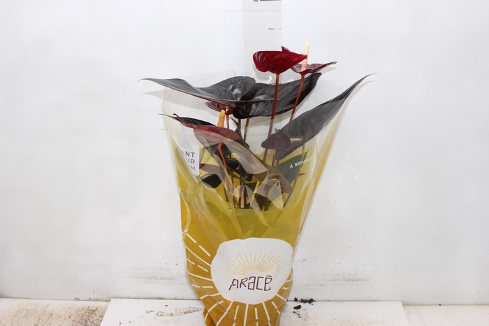 <h4>ANTHURIUM DELICATA P17</h4>