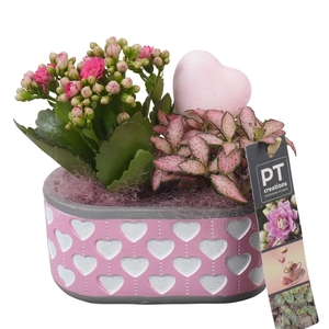 Arr.    Planten  L%