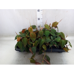 Philodendron scand. subsp. micans