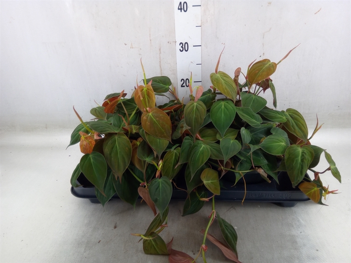 <h4>Philodendron scand. subsp. micans</h4>