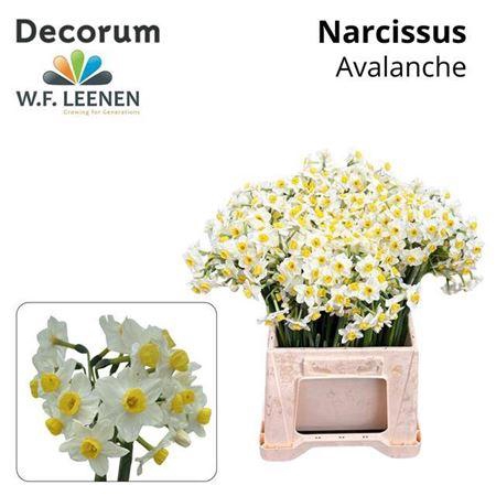 <h4>Narc Ta Avalanche</h4>