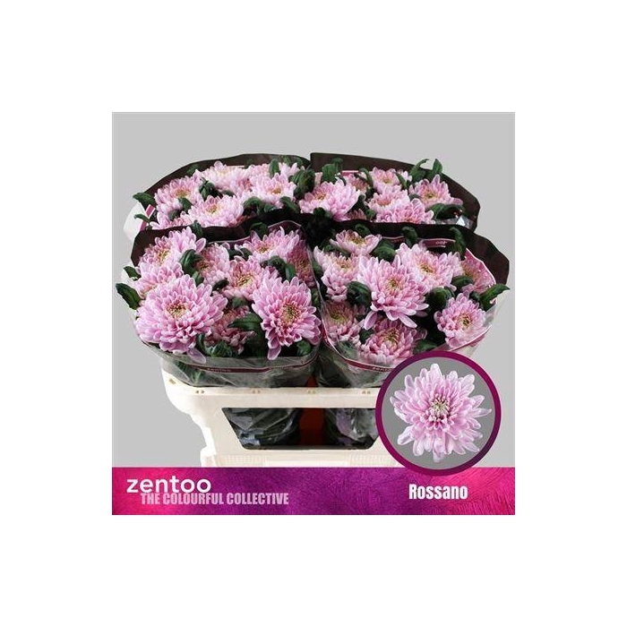 <h4>Chr G Rossano</h4>