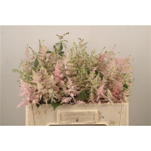 Astilbe Europa Light Pink X40