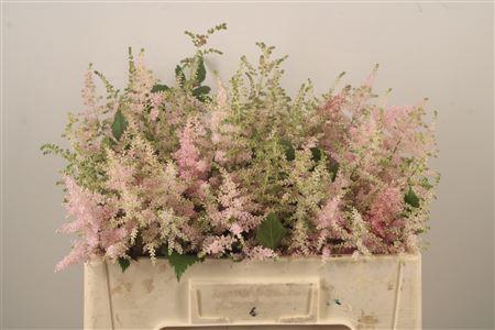 <h4>Astilbe Europa Light Pink X40</h4>