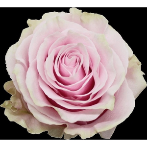 Rosa ec pink mondial