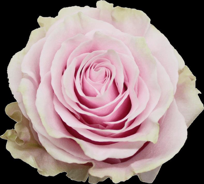 <h4>Rosa ec pink mondial</h4>