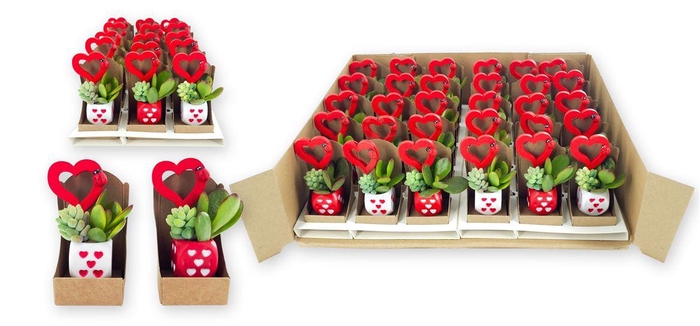 <h4>Arrangementen succulenten 6%</h4>