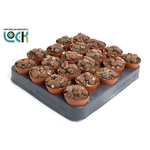 LITHOPS