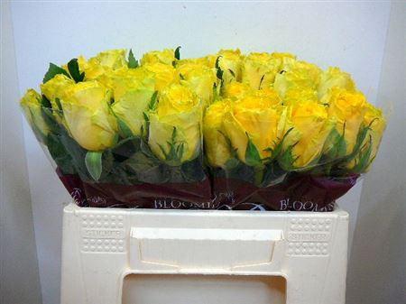 <h4>R Gr Good Times</h4>