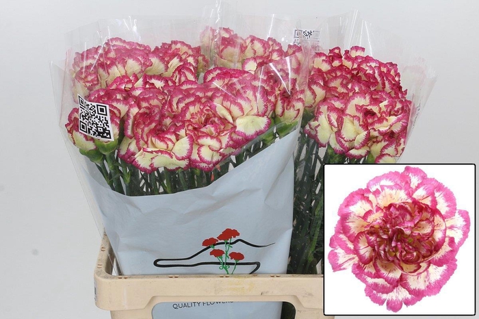 <h4>DI ST SUPERSIC</h4>