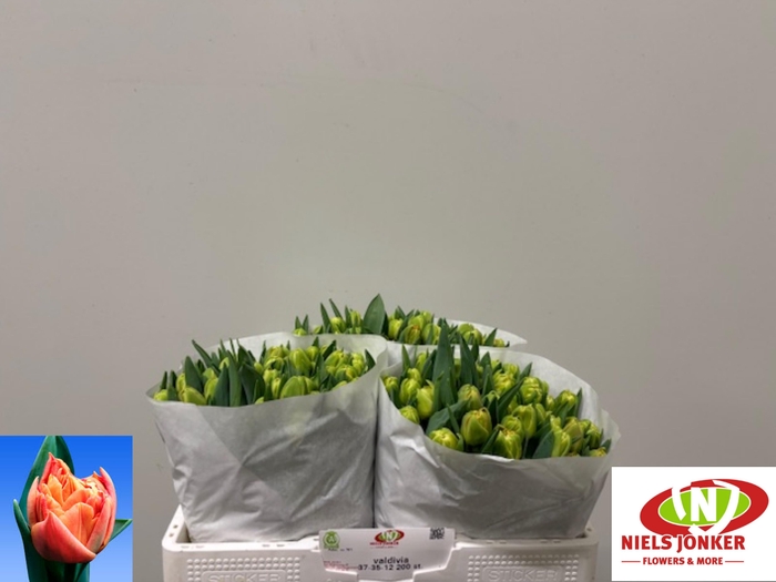 <h4>TU DU VALDIVIA</h4>