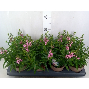 Angelonia  'Serena Lavender'