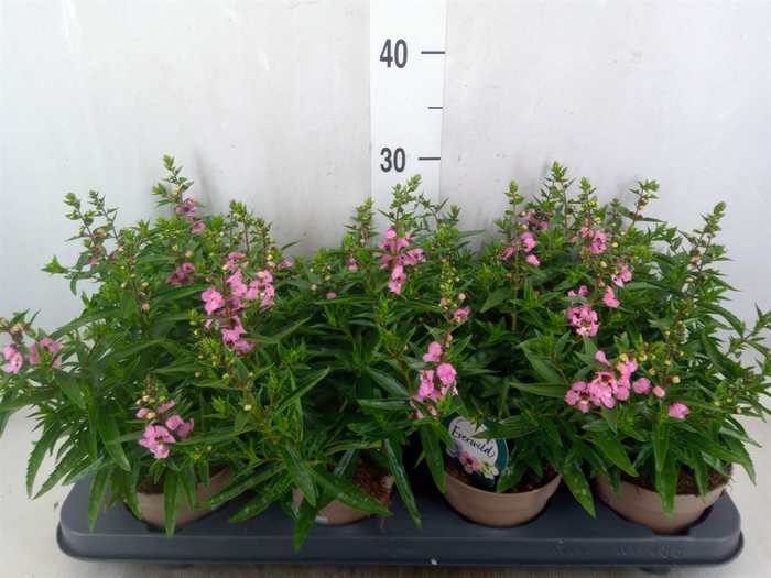<h4>Angelonia  'Serena Lavender'</h4>