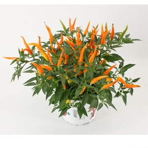 Capsicum annuum 'Santos Orange'