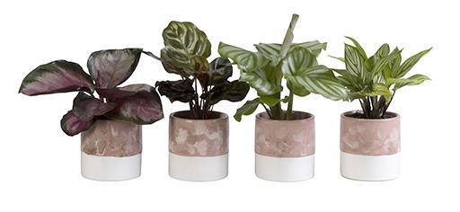 <h4>CALATHEA MIX P6 L 65828</h4>