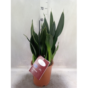 Sansevieria trifa.   ...