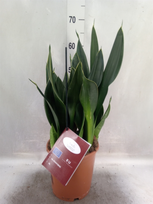 <h4>Sansevieria trifa.   ...</h4>