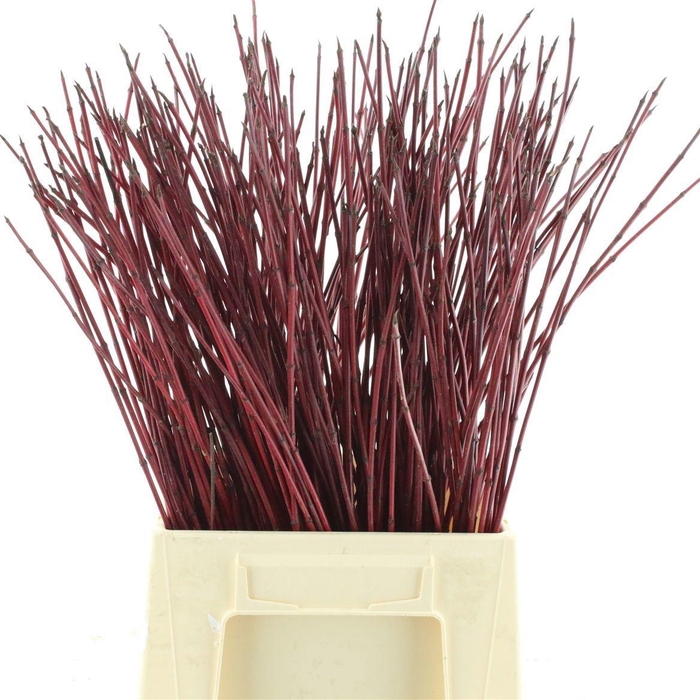 <h4>CORNUS ALBA SIBIRICA</h4>