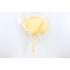 Dried Palm Sun 6pc Cream Bunch