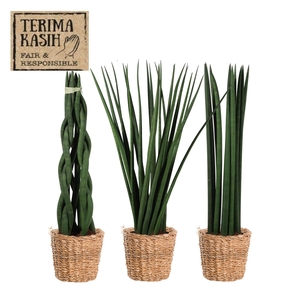 SANSEV CYLINDRICA OV