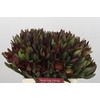 Leucadendron Saf Sunset Dark R.