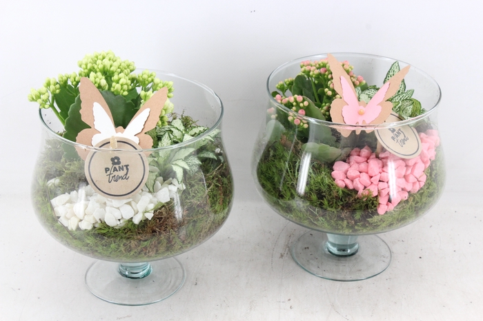 <h4>arr2 PL - Glas op voet x6 - roze/wit</h4>