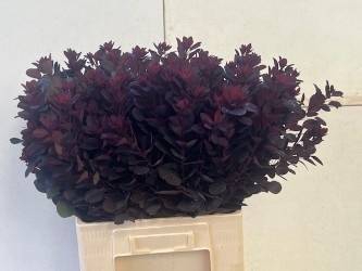 <h4>COTINUSBLAD ROYAL PURPLE 055CM</h4>