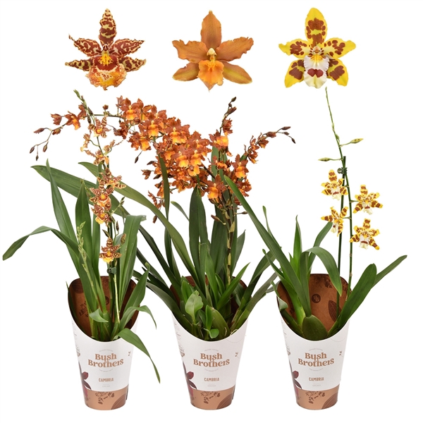 <h4>Cambria mix 1 tak 12 cm</h4>