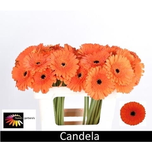 GE GR CANDELA