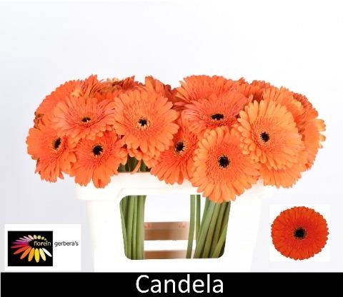 <h4>GE GR CANDELA</h4>