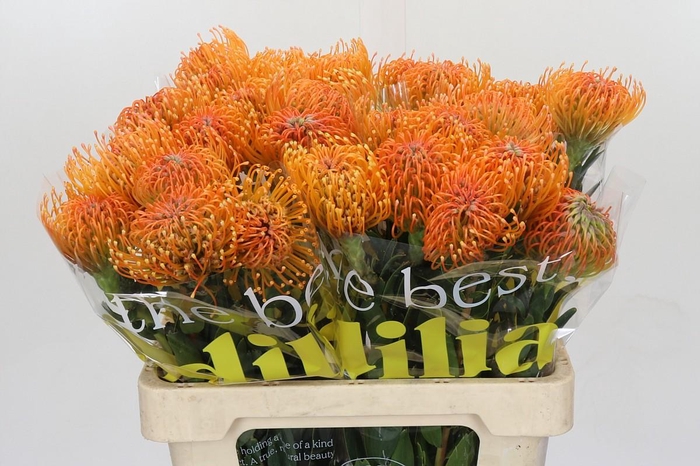 <h4>Nutans Ayoba Peach</h4>